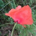 Papaver rhoeas Kukka