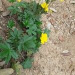 Potentilla hirta Habit