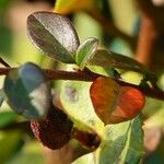 Cotoneaster cochleatus ഇല