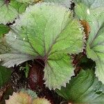 Ligularia dentata Leaf