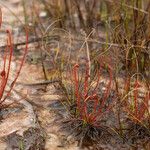 Drosera filiformis Συνήθη χαρακτηριστικά