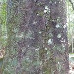 Pouteria cayennensis Kabuk