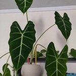 Alocasia micholitziana Leaf