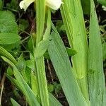 Sisyrinchium striatum Bark