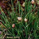 Juncus triglumis Habitus