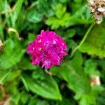 Armeria maritimaFleur