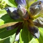 Gentiana cruciata പുഷ്പം