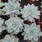 Echeveria colorata Celota