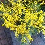 Acacia dealbata Flower