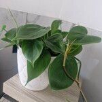 Philodendron hederaceum 葉