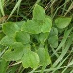 Smilax herbacea Levél