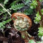 Polystichum braunii Likasa