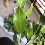 Rhamnus alaternus पत्ता