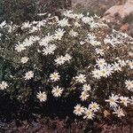 Argyranthemum adauctum Habit