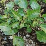 Amaranthus blitum ഇല