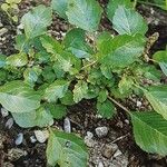 Amaranthus blitum 葉