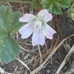 Malva neglecta Blomma