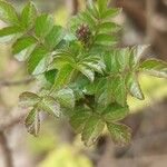 Tecomaria capensis Hoja