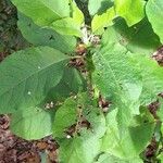 Solanum mauritianum Folha