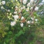 Mimosa bimucronata Λουλούδι
