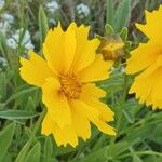 Coreopsis lanceolataBlomst