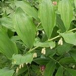 Polygonatum × hybridum Fuelha