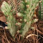 Opuntia triacanthos Leaf