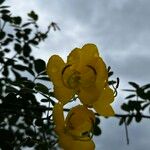 Senna pendula Flower