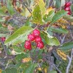 Sorbus chamaemespilusफल