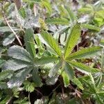 Potentilla reptansЛисток