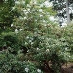 Rhododendron annae Habitat