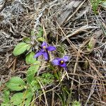 Sisyrinchium halophilum Flor