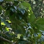 Carya glabra List