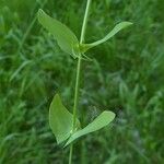 Lathyrus aphaca Bark