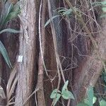 Taxodium distichum 樹皮