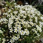 Arenaria grandiflora موطن