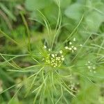 Cyclospermum leptophyllum Blüte