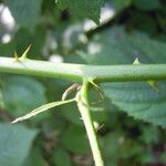 Rubus hypomalacus Bark