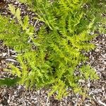 Osmunda regalis Leaf