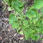 Cantinoa mutabilis Leaf