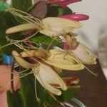 Lonicera caprifolium Flower