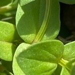 Lysimachia foemina Likasa