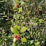 Camellia oleifera Fruit