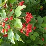 Viburnum trilobumFruto