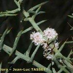 Cuscuta epithymum Çiçek