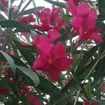 Nerium oleander Kvet