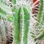 Pachycereus pecten-aboriginum Hoja