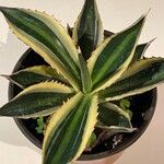 Agave lophantha Листок