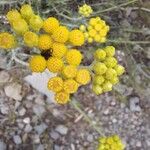 Helichrysum arenariumFlower