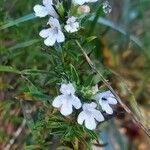 Satureja montana Квітка